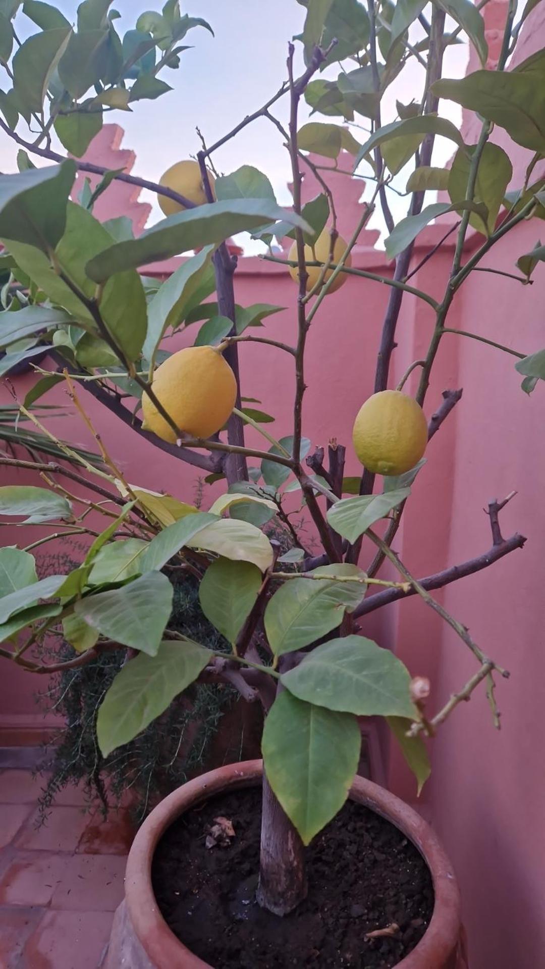 Riad Les Nuits De Marrakech مراكش المظهر الخارجي الصورة Lemon tree