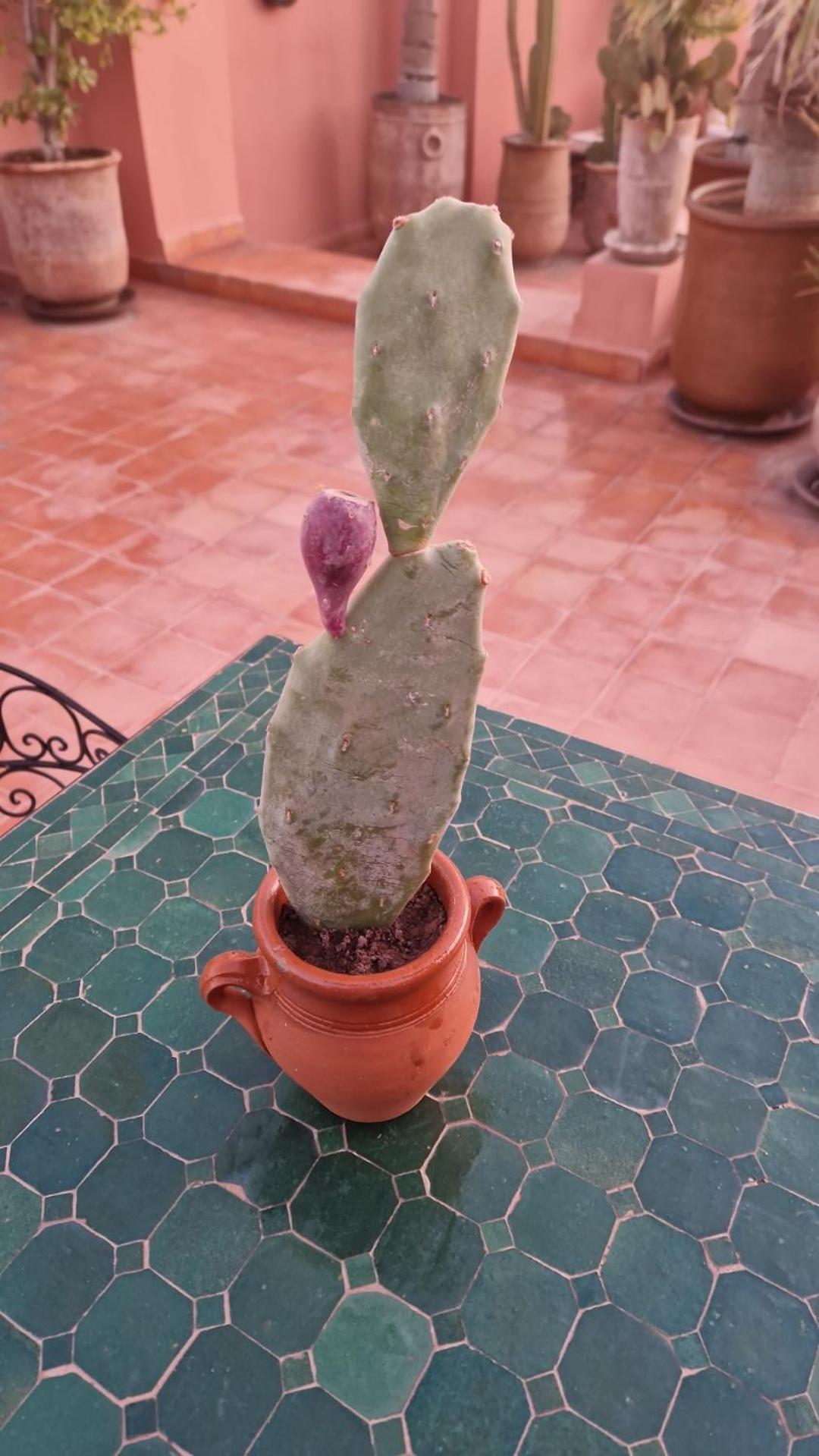 Riad Les Nuits De Marrakech مراكش المظهر الخارجي الصورة Opuntia ficus-indica